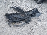 3KPF24AD3KE****** Salvage 2019 Kia Forte in Missouri State