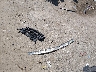 4S3BL616887****** Wrecked 2008 Subaru Legacy in New Hampshire State