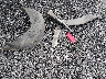 5XYKT3A65EG****** Wrecked 2014 Kia Sorento in South Carolina State