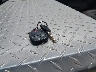 1GTEC19J38Z****** Salvage 2008 GMC Sierra 1500 in California State