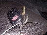 KMHDH4AE9EU****** Salvage 2014 Hyundai Elantra in Arizona State