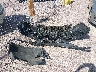 1G1ZD5ST7RF****** Destrozados 2024 Chevrolet Malibu en Estado de Wisconsin