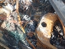 3C4NJCEBXMT****** Salvage 2021 Jeep Compass in North Carolina State
