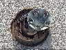1FTCR15X0SP****** Wrecked 1995 Ford Ranger in Nebraska State