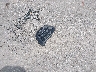 3GNCJNSB6JL****** Wrecked 2018 Chevrolet Trax in Nebraska State