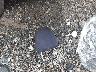 3N1CE2CP0FL****** Wrecked 2015 Nissan Versa Note in Ohio State