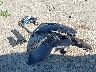 1G4HD57207U****** Destrozados 2007 Buick Lucerne en Estado de Indiana