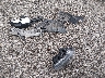 WDDGF4HBXCR****** Wrecked 2012 Mercedes-Benz C 250 in South Carolina State