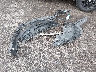 KL4CJASB0KB****** Wrecked 2019 Buick Encore in Ohio State
