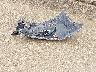 3FA6P0H92DR****** Wrecked 2013 Ford Fusion in Texas State