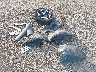 5NMJFCAE1PH****** Wrecked 2023 Hyundai Tucson in Texas State