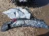 5NMJE3DE5RH****** Wrecked 2024 Hyundai Tucson in Texas State