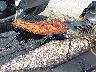 YDV1017***** Repairable 2022 Sea-Doo Rxt-300 in Tampa
