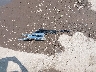1GCUYDED6LZ****** Wrecked 2020 Chevrolet Silverado 1500 in Indiana State