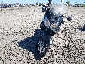 JS1VT53A7C2****** Usados y Reparables 2012 Suzuki DL1000L en Estado de Oregón