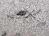 1FMZU67E21U****** Wrecked 2001 Ford Explorer Sport Trac in Tennessee State