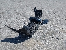 KMHLP4AG0MU****** Salvage 2021 Hyundai Elantra in Missouri State