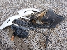 5XXGT4L37GG****** Wrecked 2016 Kia Optima in Mississippi State