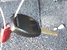 3HGCM56486G****** Salvamento 2006 Honda Accord en Estado de Indiana