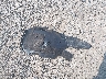 KM8JADD11TU****** Wrecked 2026 Hyundai Tucson Hybrid in Pennsylvania State