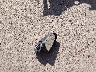 3KPF24AD5RE****** Wrecked 2024 Kia Forte in Texas State