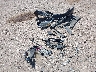 5NPE24AF2FH****** Wrecked 2015 Hyundai Sonata in Texas State