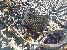 1HFVE0543L4****** Salvamento 2020 Honda Sxs1000 en Estado de Arkansas