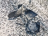 1GNEK13047R****** Wrecked 2007 Chevrolet Tahoe in Pennsylvania State