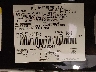 1FA6P8CF1N5****** Used 2022 Ford Mustang in Las Vegas