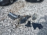3FAHP0HA3CR****** Destrozados 2012 Ford Fusion en Estado de Kentucky