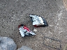 19XFC2F65LE****** Wrecked 2020 Honda Civic in Texas State