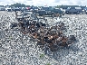 3JBVKAY45SE****** Salvamento y Destrozados 2025 Can-Am Maverick X3 Max en Tifton
