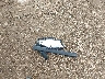 5YFBURHE9GP****** Salvage 2016 Toyota Corolla in Texas State