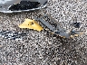 1FAHP3K2XCL****** Wrecked 2012 Ford Focus in South Carolina State