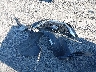 1N4BL4BV6LN****** Wrecked 2020 Nissan Altima in Ohio State