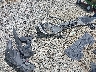 5TDYZRFH0HS****** Wrecked 2017 Toyota Highlander in Georgia State