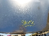 3PCAJ5BB2RF****** Repairable 2024 Infiniti QX50 in Long Island