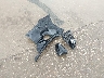 JTHBK1GG1E2****** Salvamento 2014 Lexus ES 350 en Estado de Texas