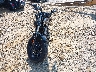 1HD1LN310JC****** Usados y Reparables 2018 Harley-Davidson Roadster en Estado de Carolina del Norte