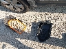 2C3CCABT0DH****** Wrecked 2013 Chrysler 300 in Illinois State