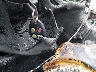 1G1YY22G045****** Salvamento 2004 Chevrolet Corvette en Estado de Luisiana