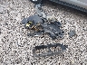 1C3CCBCB6CN****** Wrecked 2012 Chrysler 200 in Kentucky State