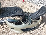 1G1RA6S56HU****** Destrozados 2017 Chevrolet Volt en Estado de Wisconsin