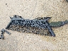 4T1K61AK9LU****** Salvage 2020 Toyota Camry in Texas State