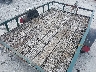 0000000NCX1****** Used and Repairable 1998 Homemade Tl in North Carolina State