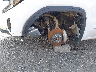 3GTUUAED8NG****** Salvage and Repairable 2022 GMC Sierra 1500 in Arkansas State