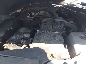 5NPE34AF4GH****** Reparables 2016 Hyundai Sonata en Charlotte