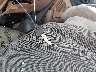 1FTCR10A2SU****** Salvage 1995 Ford Ranger in Indiana State