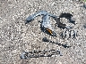 4S4BTGUD5N3****** Wrecked 2022 Subaru Outback in Virginia State