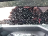 1GKENNRS2SJ****** Salvage 2025 GMC Acadia